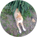 Roro dwi Rahayu profile picture